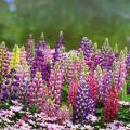 Łubiny - Lupinus