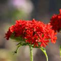 Firletki - Lychnis