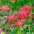 Likorisy - Lycoris