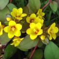 Tojeście - Lysimachia