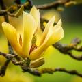 Magnolie żółtokwiatowe