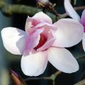 Magnolie różowokwiatowe