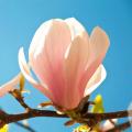 Magnolie kwitnące wiosną