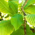 Magnolie wielkolistne