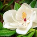 Magnolie wielokwiatowe