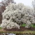 Magnolie wielkopienne