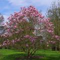 Magnolie małe