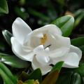 Magnolia wielkokwiatowa