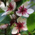 Magnolie pachnące