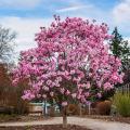 Magnolie doniczkowe