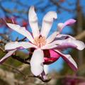 Magnolie gwiaździste