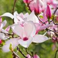 Magnolie soulange'a