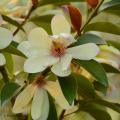 Magnolie