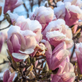 Magnolie kwitnące zimą