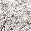 Magnolie bardzo mrozoodporne