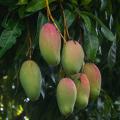 Mangowce - Mangifera indica