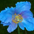 Mekonopsy - Meconopsis