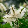 Kufliki - Melaleuca