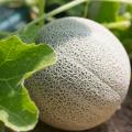 Melony