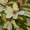Magnolie wonne - Michelia