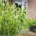 Miskanty - Miscanthus