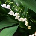Konwalie - Convallaria