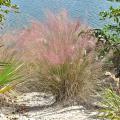 Przyostnie - Muhlenbergia