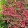 Nandiny - Nandina