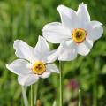 Narcyzy botaniczne