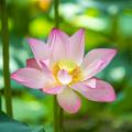 Lotosy - Nelumbo