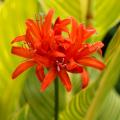 Neriny - Nerine