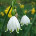 Śnieżyce - Leucojum