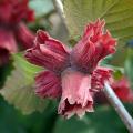 Leszczyny - Corylus