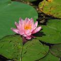 Grzybienie - Nymphaea