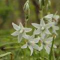 Śniedki - Ornithogalum