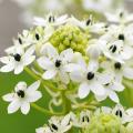 Śniedki letnie - Ornithogalum
