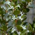 Osmanty - Osmanthus
