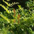 Długosze - Osmunda