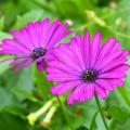 Osteospermum - Osteospermum