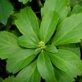 Runianki - Pachysandra