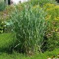 Prosa - Panicum