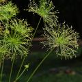 Papirus