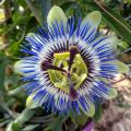 Męczennice - Passiflora