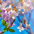 Paulownie - Paulownia