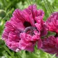 Maki - Papaver, mekonopsis i inne