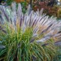 Rozplenice - Pennisetum