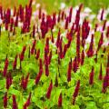 Rdesty - Persicaria