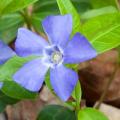 Barwinki - Vinca