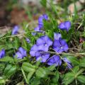 Barwinki małe - Vinca minor