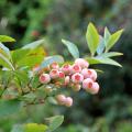 Borówki - Vaccinium